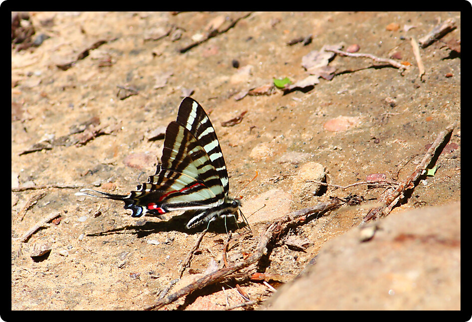 Beautiful Zebra Swallowtail (Eurytides marcellus) in a natural environment of Alabama.