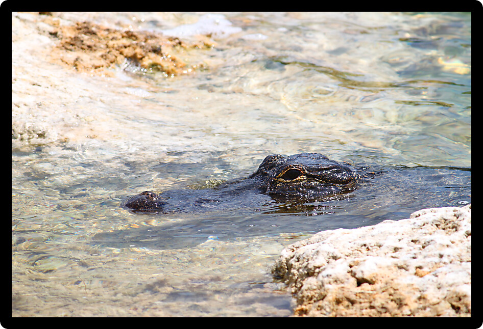 American alligator in the Everglades National Park of Florida.