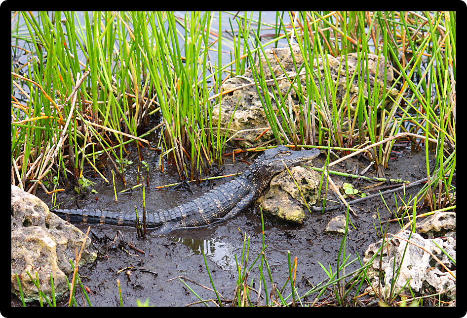 Juvenile American alligator in the Everglades National Park of Florida.