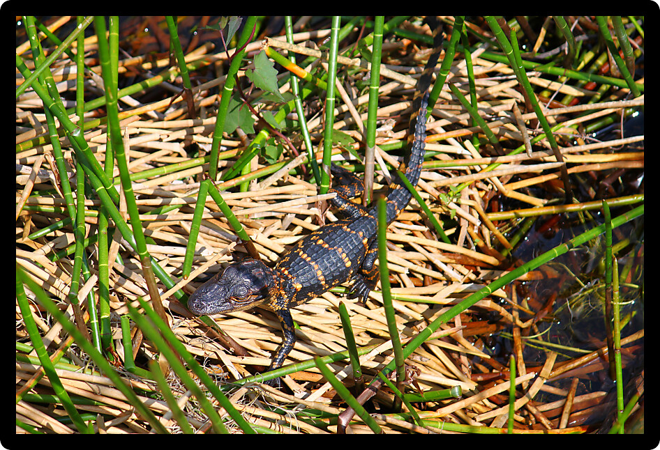 Juvenile American alligator in the Everglades National Park Florida.