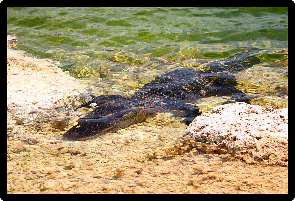 American alligator rests in a clear pond at the Everglades National Park Florida.