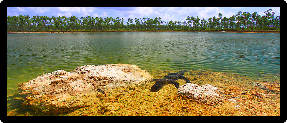 American alligator rests in a clear pond at the Everglades National Park Florida.