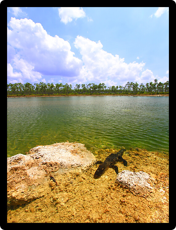 American alligator rests in a clear pond at the Everglades National Park Florida.