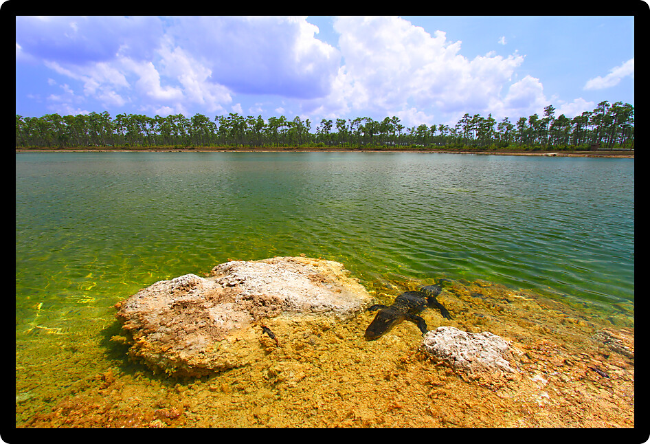 American alligator rests in a clear pond at the Everglades National Park Florida.