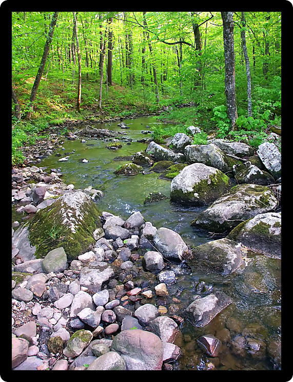 Stream flows through a dense woodland at Baxters Hollow State Natural Area in southern Wisconsin.