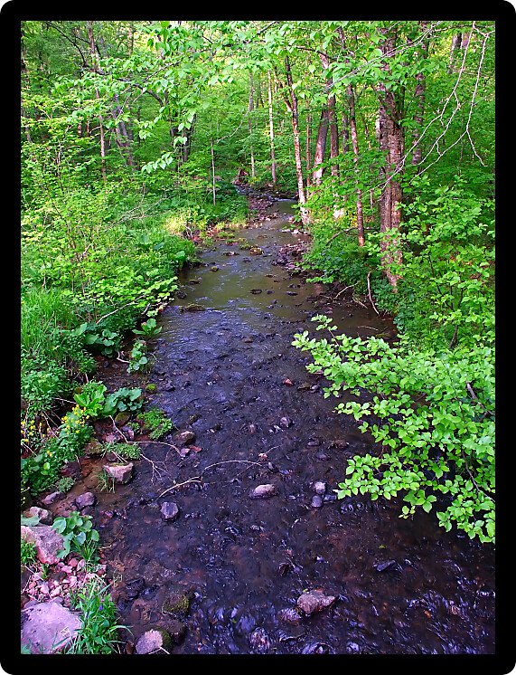 Stream flows through a dense woodland at Baxters Hollow State Natural Area in southern Wisconsin.