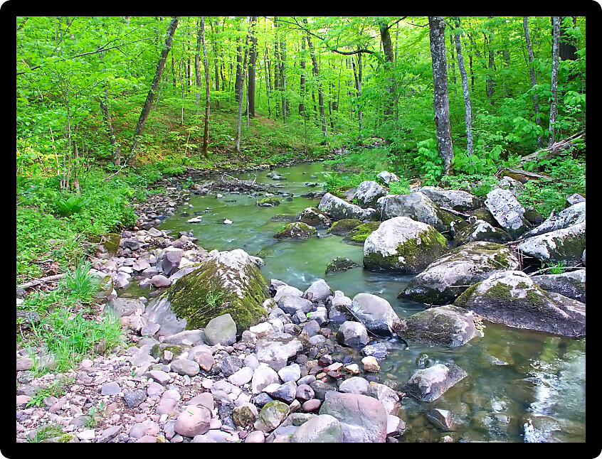 Stream flows through a dense woodland at Baxters Hollow State Natural Area in southern Wisconsin.