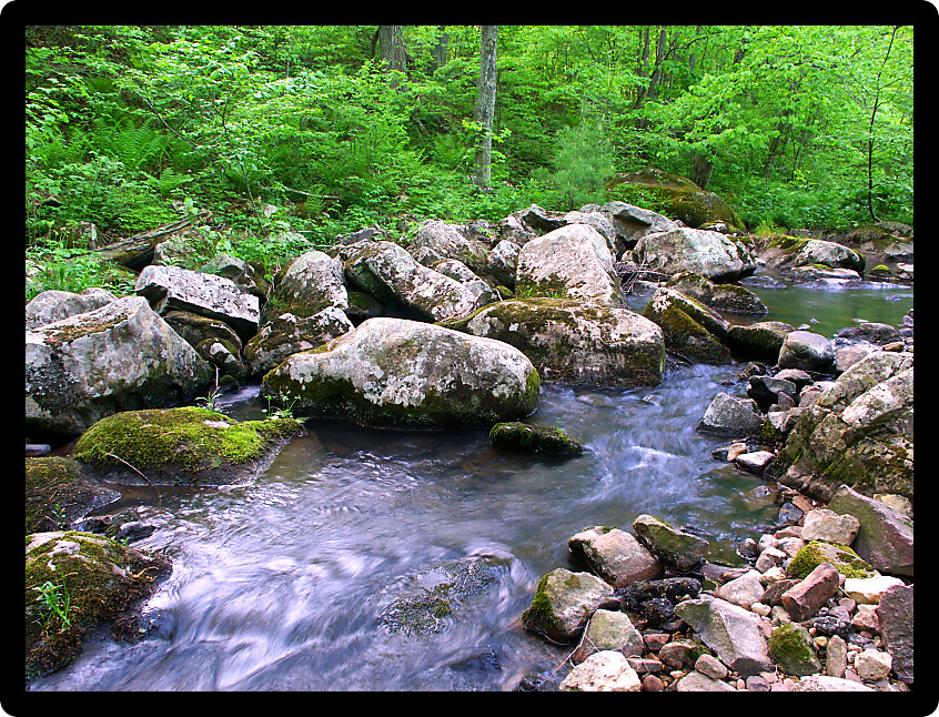 Stream flows through a dense woodland at Baxters Hollow State Natural Area in southern Wisconsin.