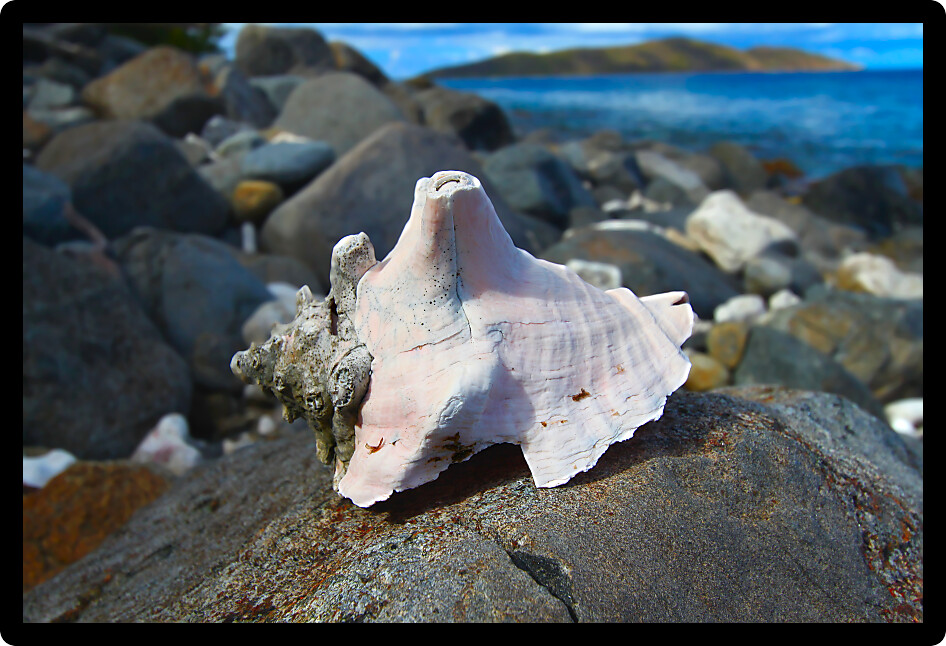 Large shell on a boulder in the British Virgin Islands.
