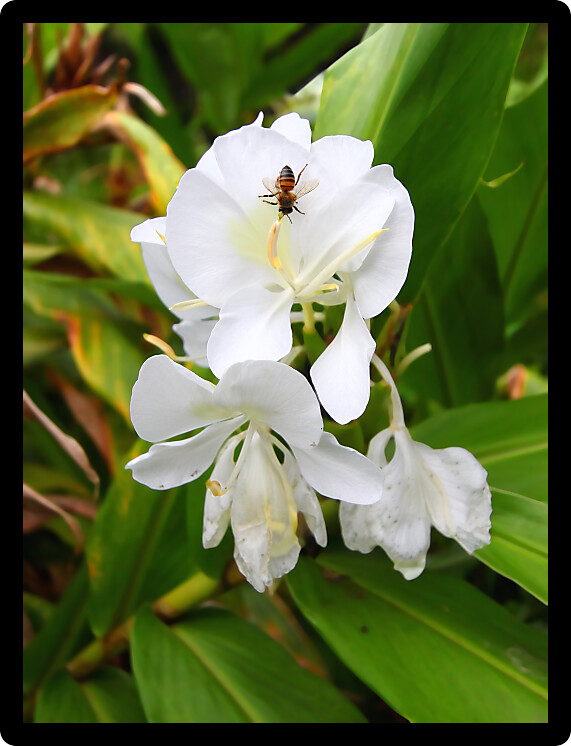Small bee sitting on a beautiful white flower in El Yunque Rainforest Puerto Rico.