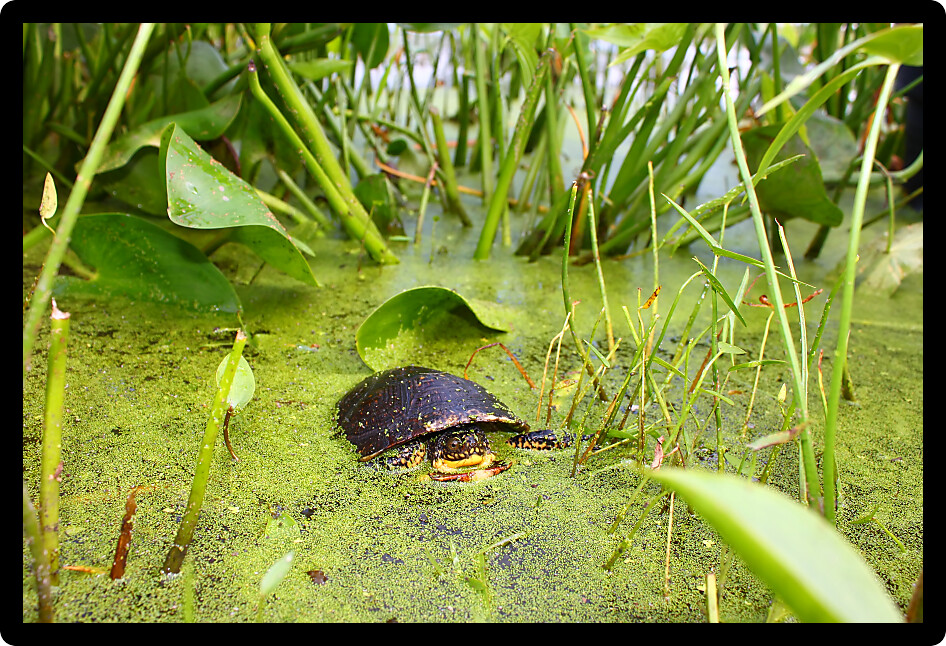 Blandings Turtle (Emydoidea blandingii) surveys the marsh in northern Illinois.
