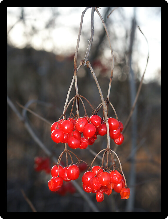 Bright red berries in the forests of northern Illinois.