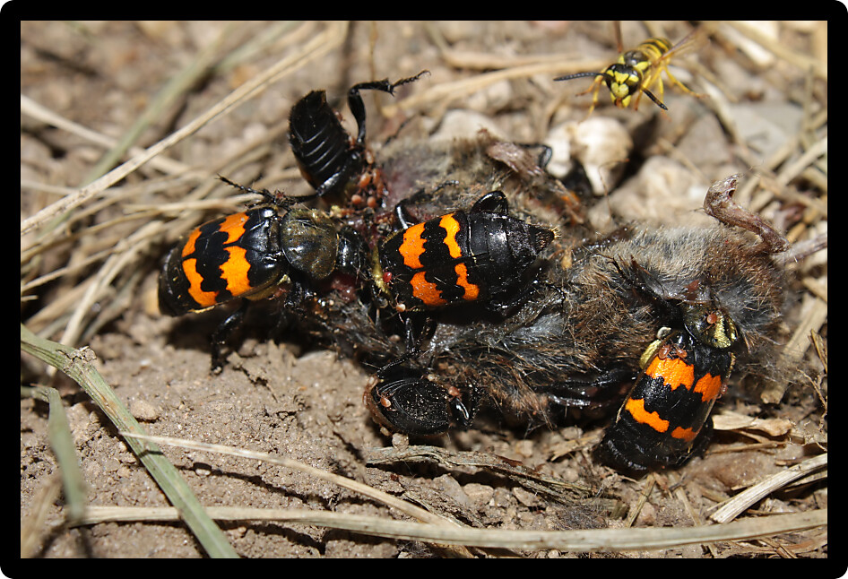 Burying Beetles (Nicrophorus orbicollis) on a dead mouse in northern Illinois.