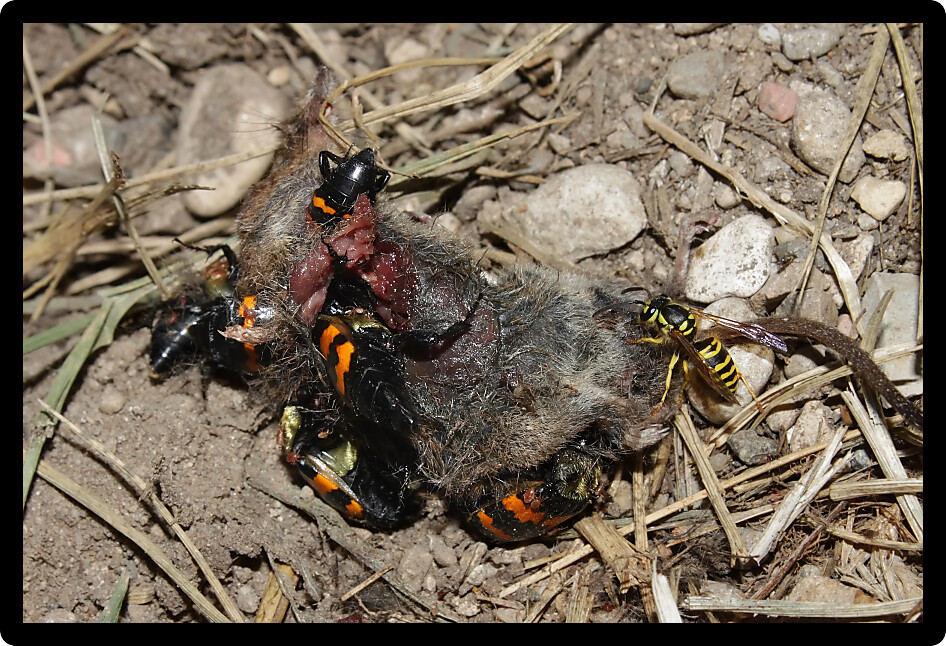 Burying Beetles (Nicrophorus orbicollis) on a dead mouse in northern Illinois.