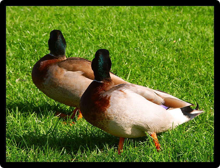 Two camera-shy ducks in Northland of New Zealand.