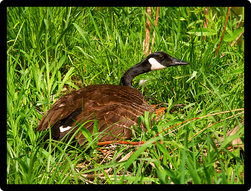 Canada Goose (Branta canadensis) sits on its nest at Pewits Nest State Natural Area of Wisconsin.
