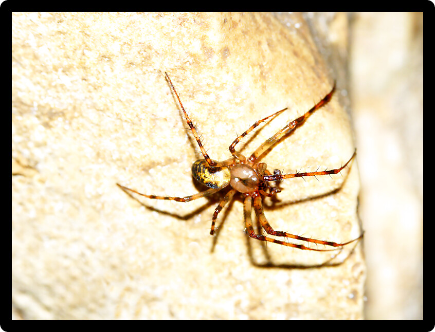 Cave Orb Weaver Spider (Meta ovalis) on rocks in Iowa.