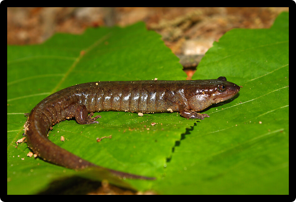 Dusky Salamander (Desmognathus conanti) in the southern United States.