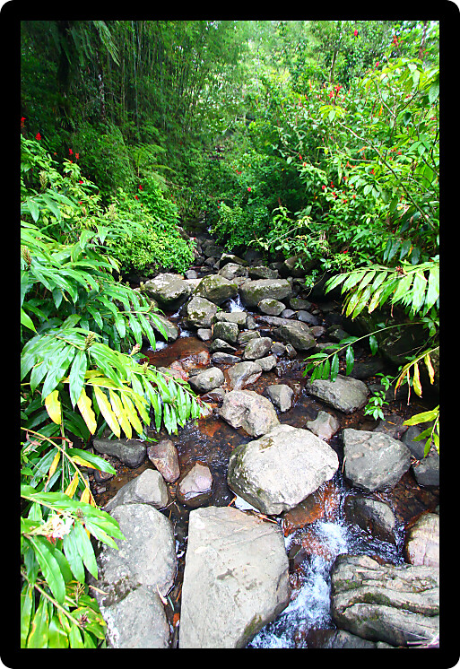 Beautiful view of the famous El Yunque Rainforest of Puerto Rico.