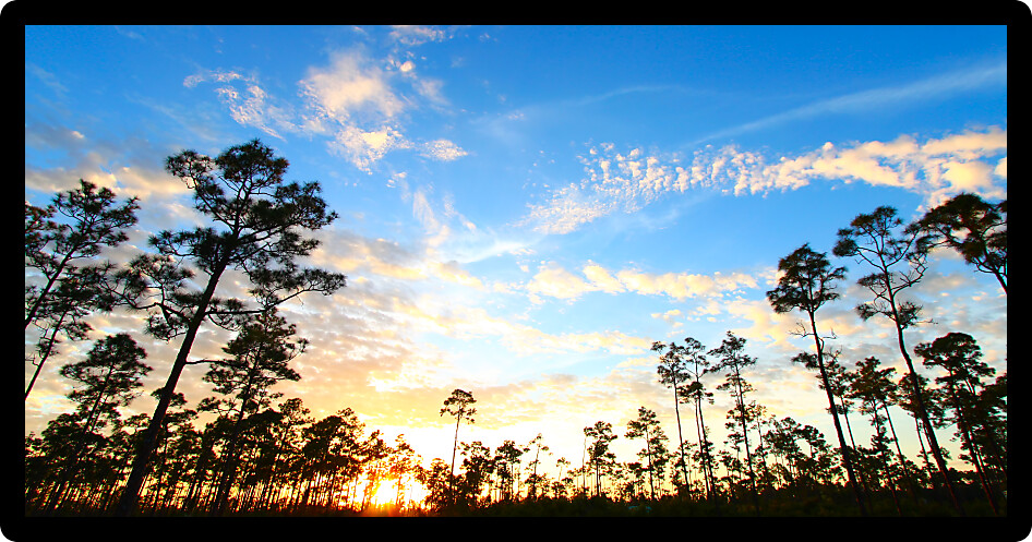 Gorgeous sunset over a forest in the Everglades National Park of Florida.