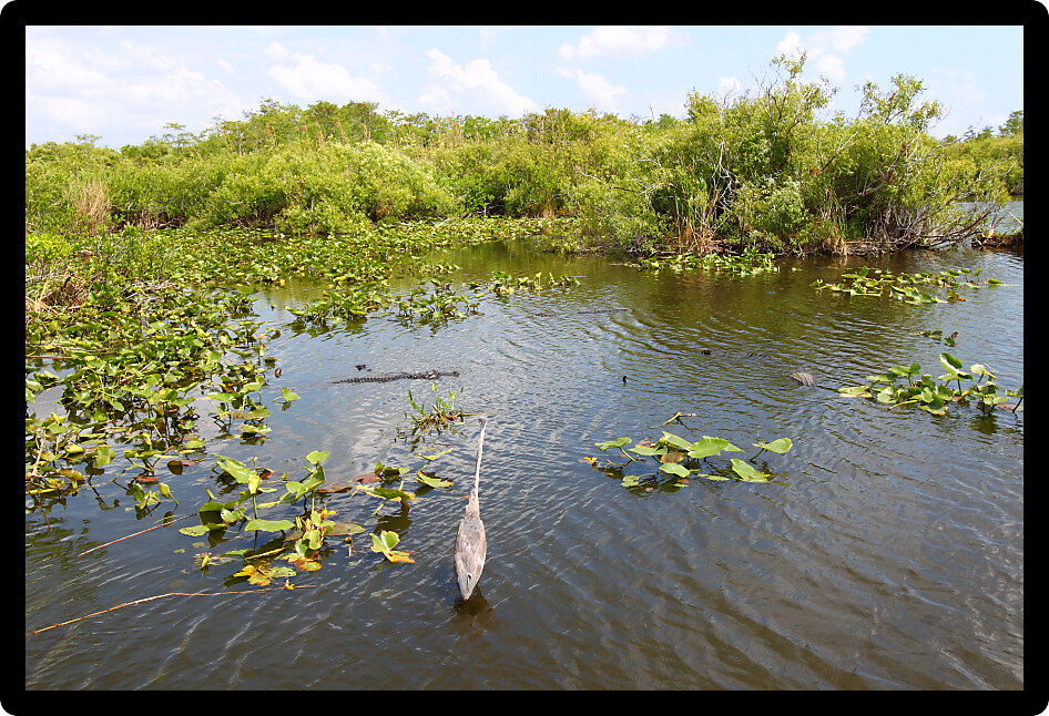 Great Blue Heron shares the wetland with American Alligators at Everglades National Park USA.