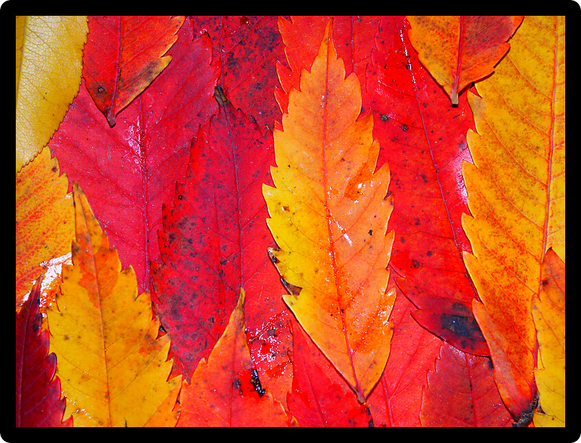 Background of brightly colored leaves from Wisconsin.