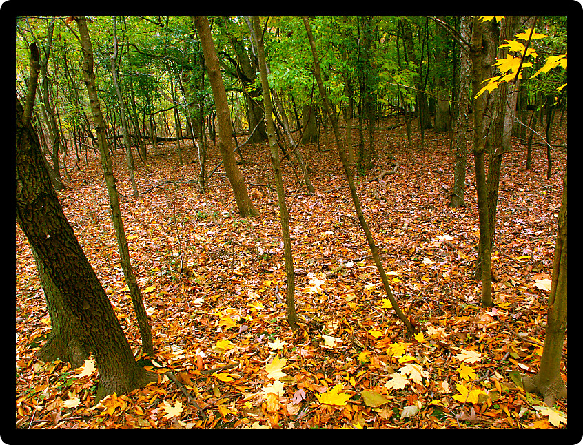 Beautifully colored fall leaves cover a woodland at Kishwaukee Gorge Forest Preserve in northern Illinois.