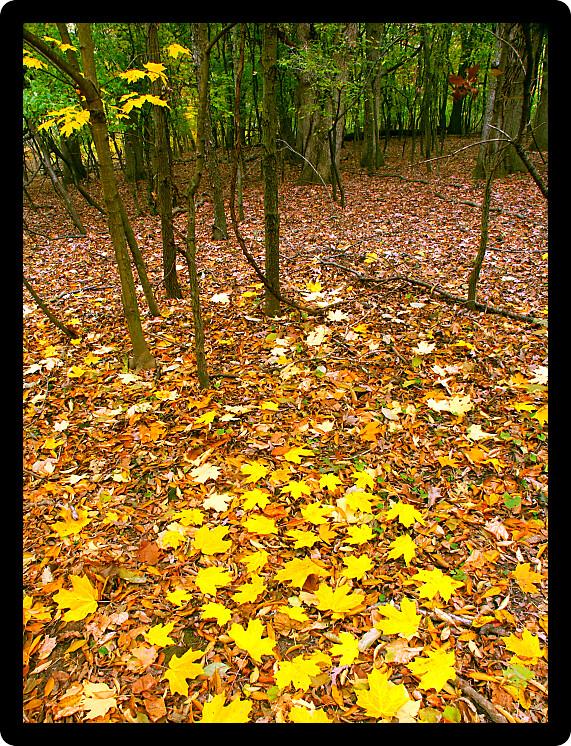Beautifully colored fall leaves cover a woodland at Kishwaukee Gorge Forest Preserve in northern Illinois.