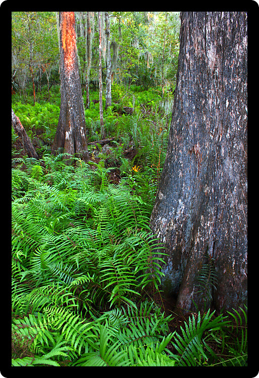 Beautiful ferns grow at the edge of a swamp in central Florida.