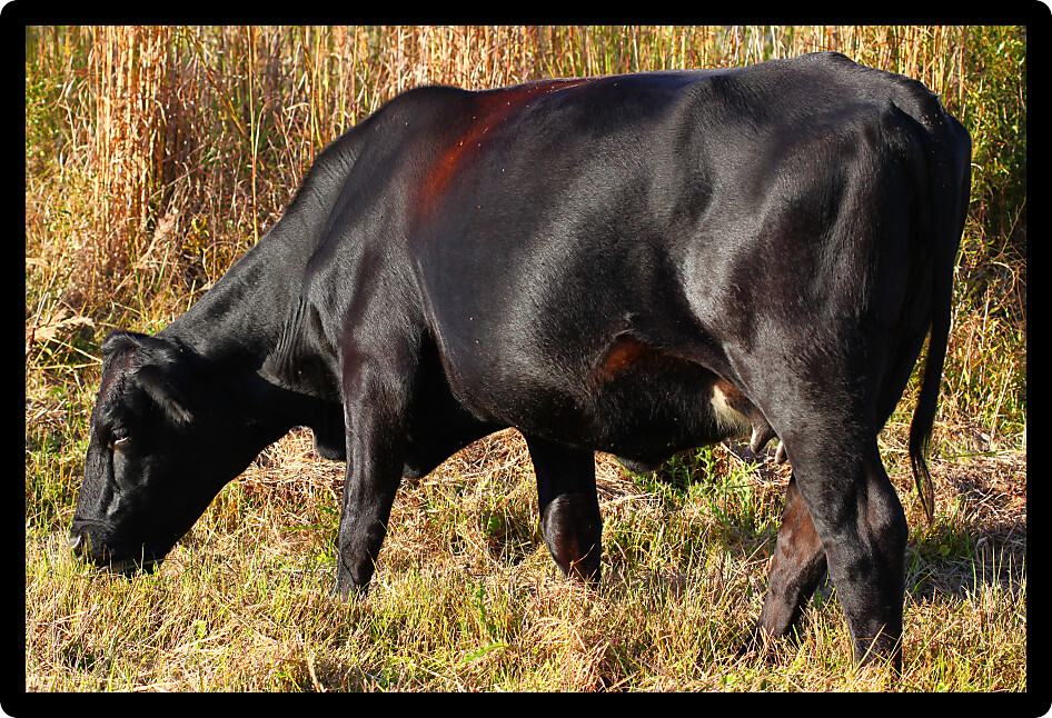 Large cow grazes on grass in central Florida.