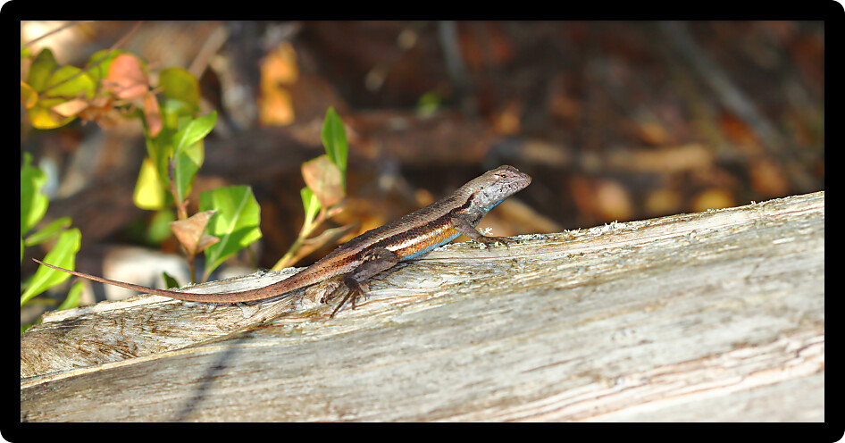 Florida Scrub Lizard (Sceloporus woodi) rests on a log in central Florida.
