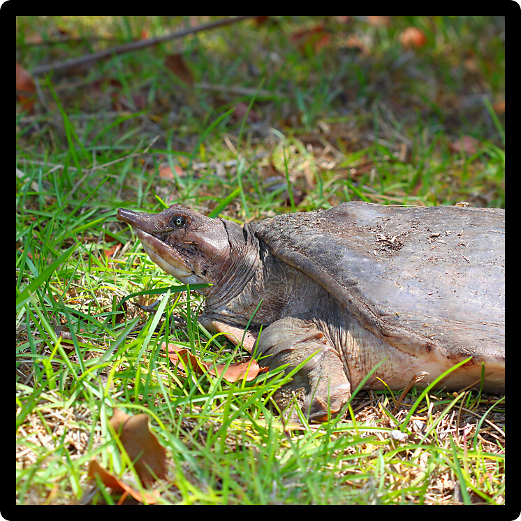 Florida Softshell Turtle (Apalone ferox) seen in southern Florida.