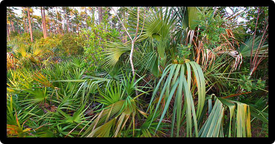 Palmetto covers the forest floor in the Everglades National Park in Florida.
