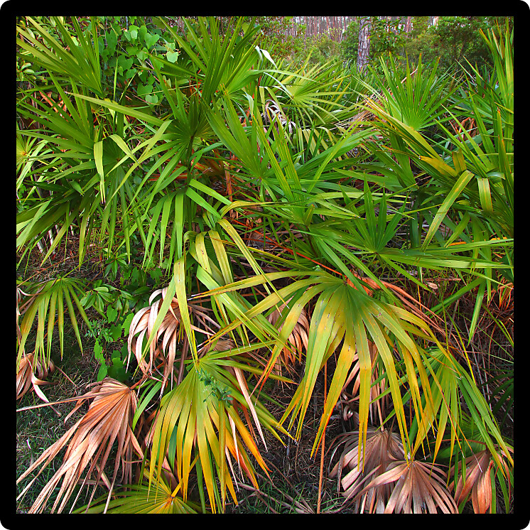 Palmetto covers the forest floor in the Everglades National Park in Florida.