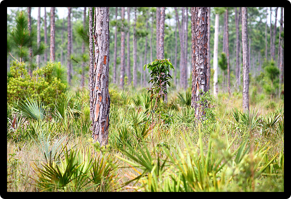 Palmetto covers the forest floor in the Everglades National Park in Florida.