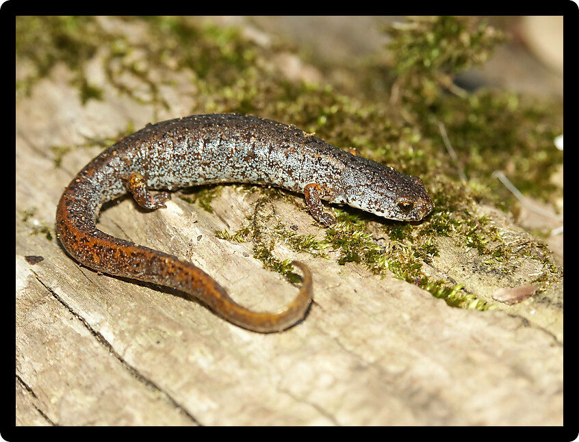 Four-toed Salamander (Hemidactylium scutatum) in an Illinois natural area.