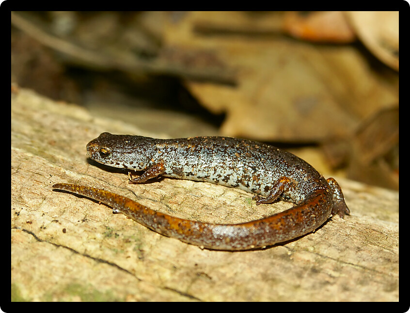 Four-toed Salamander (Hemidactylium scutatum) in central Illinois.