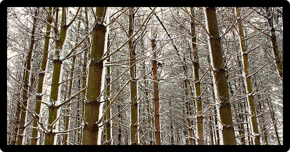 Magnificent winter scene in a pine forest at Rock Cut State Park in Illinois.