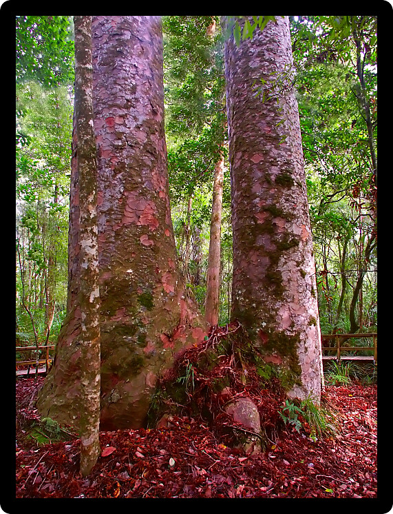 Four Sisters Kauri Trees (Agathis australis) in the Waipoua Forest of New Zealand.