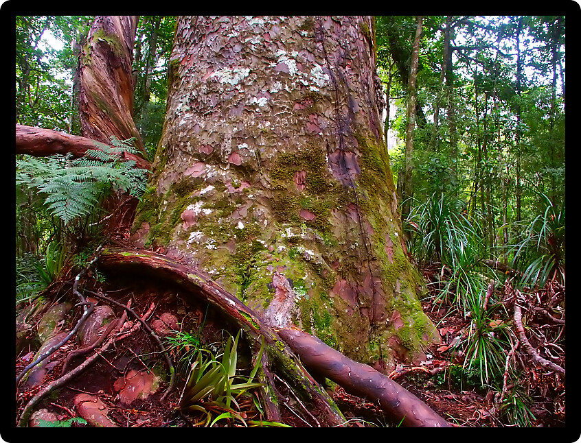 Base of a giant Kauri Tree (Agathis australis) in the Waipoua Forest of New Zealand.