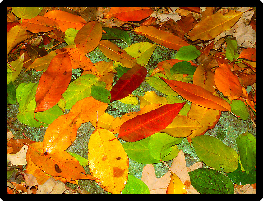 Leaves of many colors create a beautiful scene in southern Wisconsin.