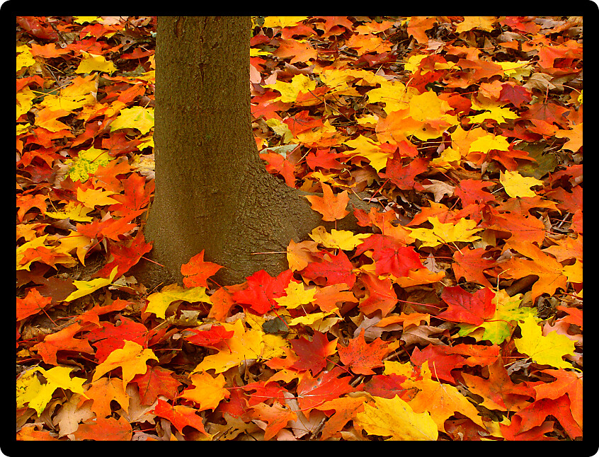 Vibrant red and yellow leaves at the base of a tree in northern Illinois.