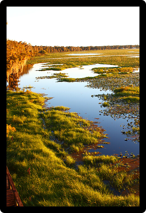 Evening at Lake Arbuckle of the Lake Wales Ridge State Forest in central Florida.