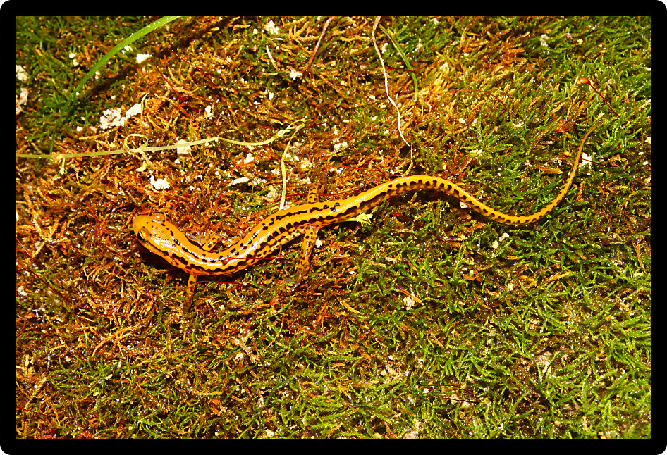 Long-tailed Salamander (Eurycea longicauda) in the southern USA.