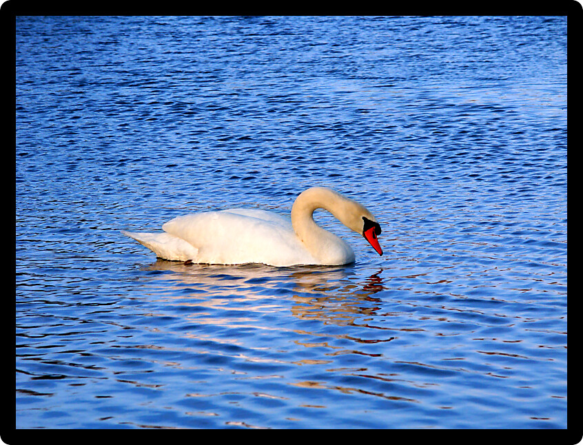 Bright Mute Swan (Cygnus olor) at Kickapoo State Park in Illinois.