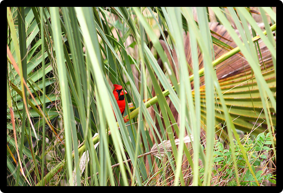 Northern Cardinal (Cardinalis cardinalis) hides amongst palmetto fronds in the Everglades National Park of Florida.