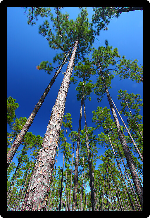 Pine flatwoods environment of central Florida on a sunny day.
