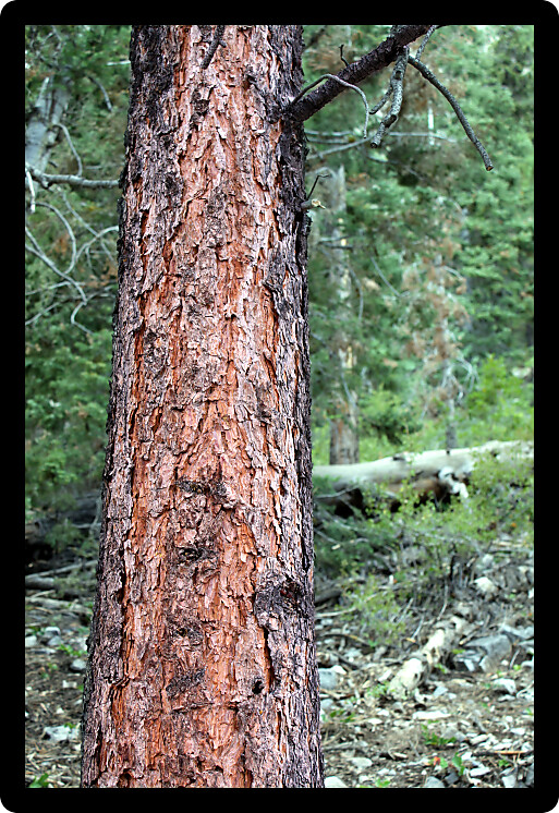 Pine Forest in the Mount Charleston area northwest of Las Vegas in Nevada.