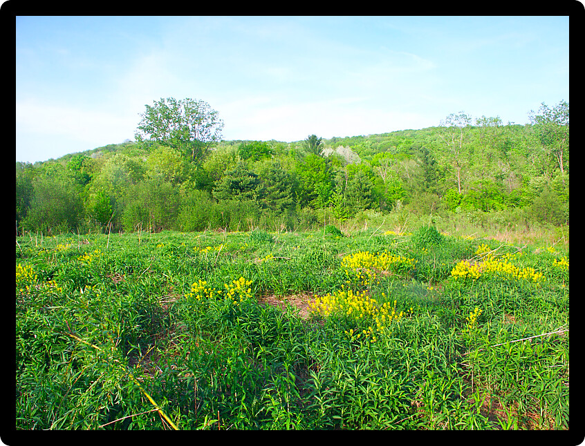 Beautiful prairie in the spring at Baxters Hollow in southern Wisconsin.