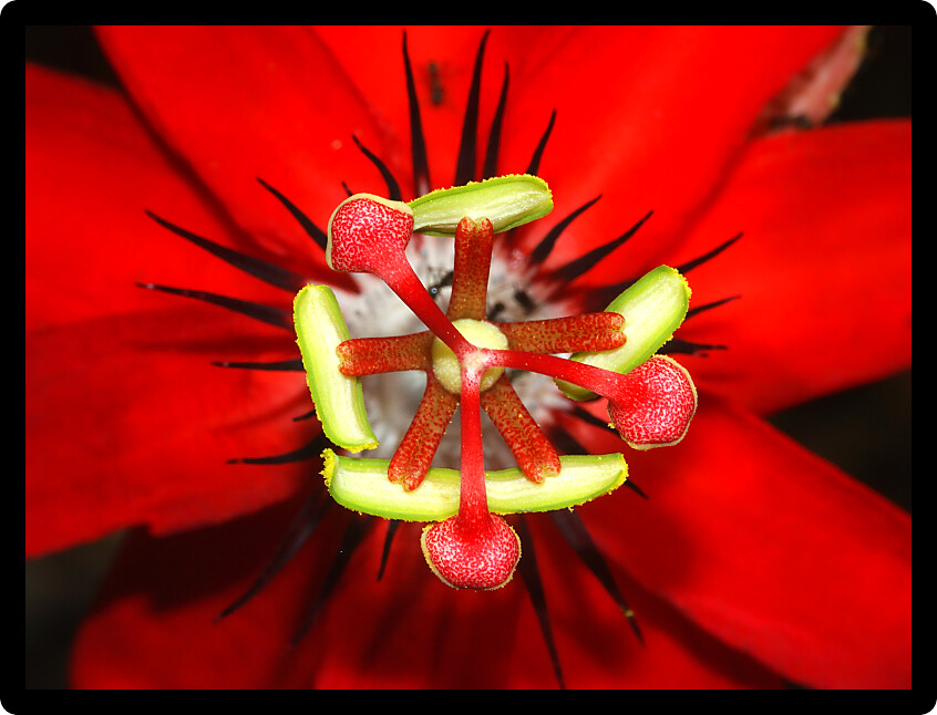 Closeup of a beautiful red flower near Kuranda in Queensland Australia.